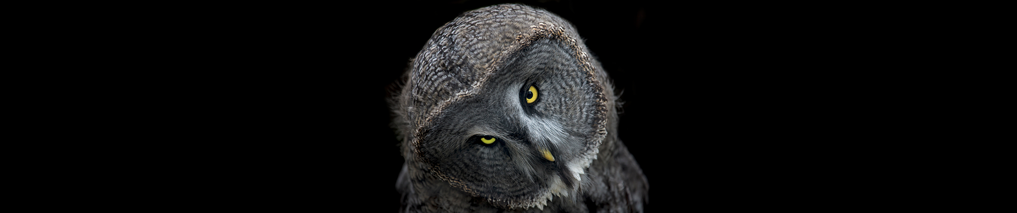The Owl at Dusk