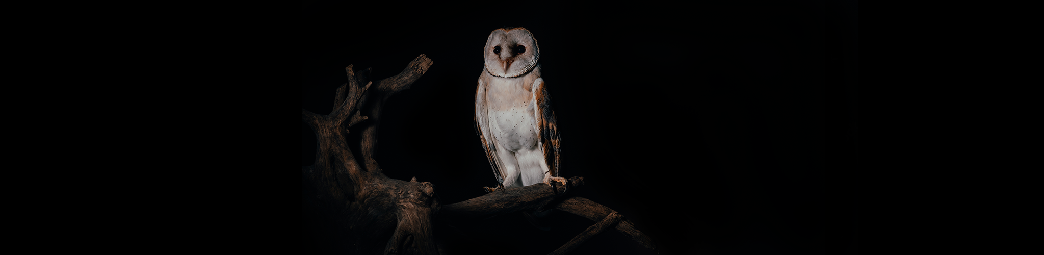 The Owl at Dusk